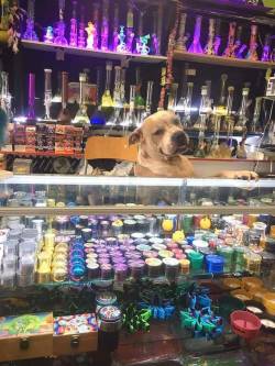 doggos-with-jobs:  Your local weed guy  This dog looks baked