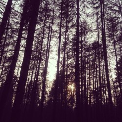 #forest #wood #landscapes #spring #korolev #russia #iphone #instagram