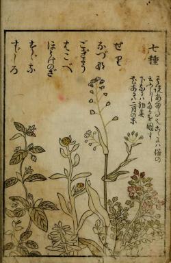 heaveninawildflower:  Yama no sachi [Sekijukan Shūkoku hen ;