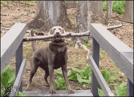 4gifs:  This is the best stick. Have to find a way. [video]