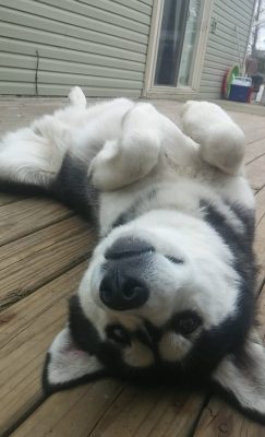 dog-husky:  Bowser derps sometimes.dog-husky.tumblr.com