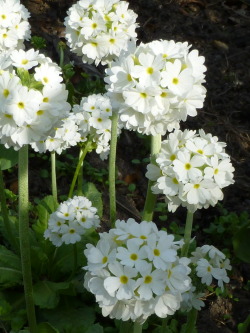 wintercherries:  Primula dentriculata - white drumstick primula.