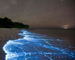 Take me to where even the beach sparkles with stars (bioluminescent phytoplankton washes up on a beach on Vaadhoo Island, Maldives)