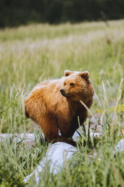 jakeelko:  A stunning brown bear cub of Lake Clark, Alaska posing