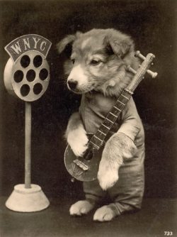 nyprarchives:  “Rolf, the mandolin-playing terrier, was
