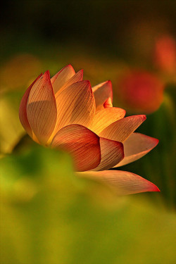 blooms-and-shrooms:  晚 荷 by dtina.kevin (阿欽) on Flickr.