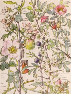 english-idylls: From Wild Flowers of the British Isles by H.