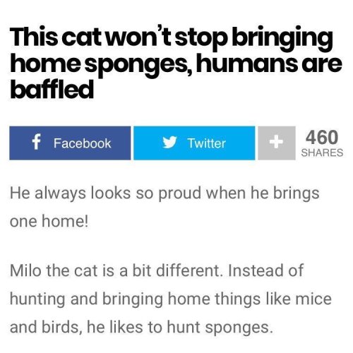 justcatposts:now this is the type of news i wanna read about