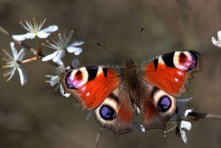 cool-critters:  European peacock butterfly (Inachis io) The European
