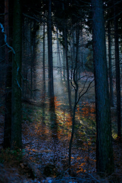 naturalsceneries:  Lower Siesia, Poland - Beautiful forest light