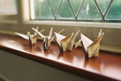 palides:  paper cranes (by quantum locked) 