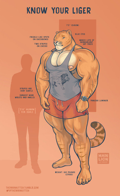 themainkitteh:  A handy liger reference guide, featuring yours truly.  