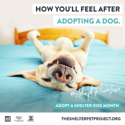 shelterpetproject:  It’s October, and that means it’s Adopt
