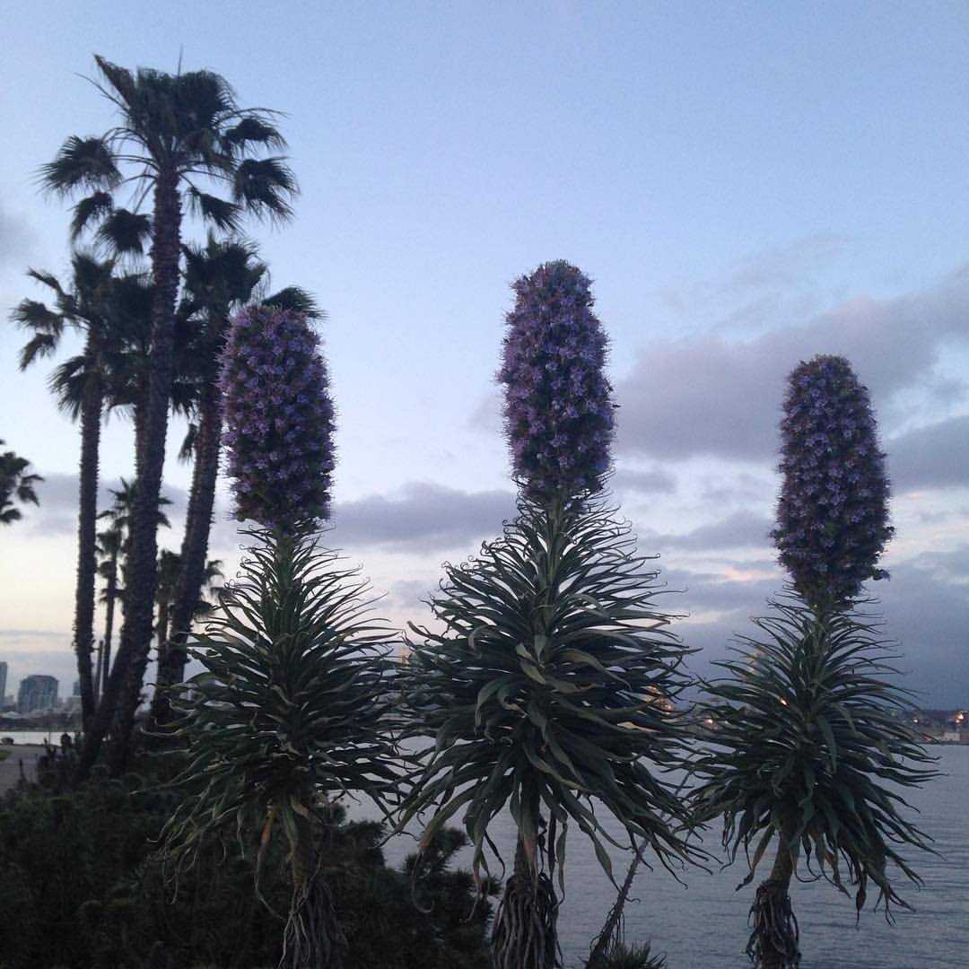 <p>at Coronado Beach, San Diego  California</p>