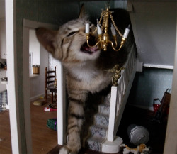cute-overload:  This cat made up its mind to destroy everything