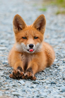 beautiful-wildlife:  Beach Fox by Hansruedi Weyrich 