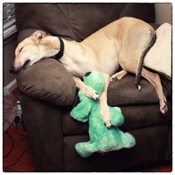 awwww-cute:  My retired racing greyhound shortly after we adopted