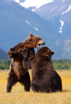 creatures-alive:  Brown Bears - Katmai - Alaska by Scott Cromwell)