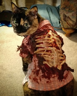 cat-cosplay: cat-cosplay:  All in all, I think last nights work