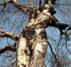 nevver:  Tree hugger
