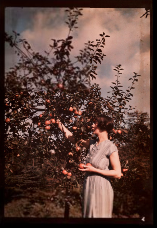 nobrashfestivity:    Woman picking apples A Dufaycolor colour