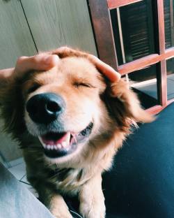 wakeupwandering:  Someday I hope to be as happy as this dog.