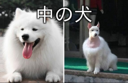 heyitspj:  terminallycapricious:  pussysista:  thepeaces:  中の犬