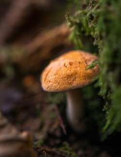 blooms-and-shrooms:   	Hydnum rufescens - Pied-de-mouton roussissant