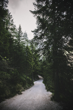 elenamorelli:  { gravel and trees }