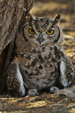 featheroftheowl:  Kalahari Mage by Wild Images 