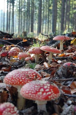 marjoleinhoekendijk:  mushrooms on a forest floor 