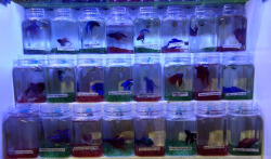 radhist:  saw these cool fishies when i went shopping with this
