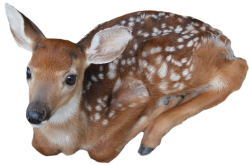 transparent-flowers:  Lil baby fawn. (x).