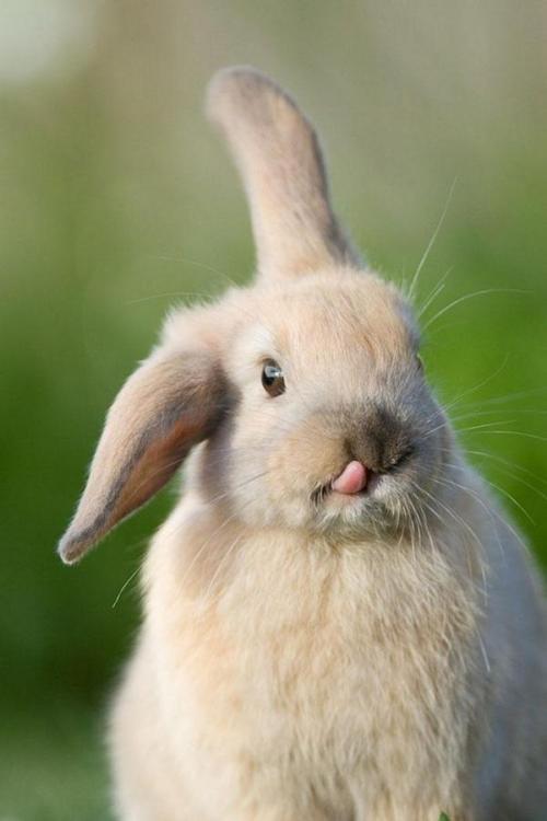 dustidustbunni.tumblr.com/post/100464098709/