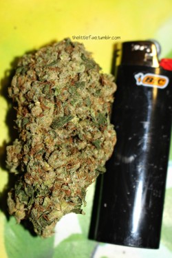 thelittlefae:  Jack Herer 