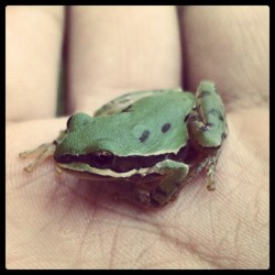 Un visitante bastante #pequeño y #hermoso #rana #anfibio #verde