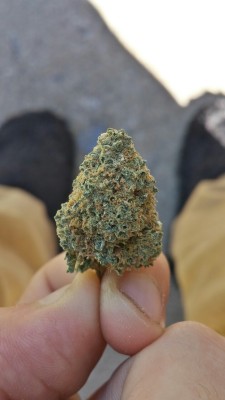 rollinkvsh:  The last of the Super Silver Haze I have 