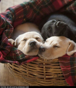 aplacetolovedogs:  Sweet Sleeping PuppiesSweet sleeping puppies