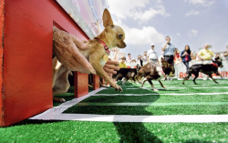 i should enter lucas. he is the fastest chihuahua in the world.