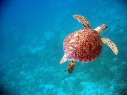 giraffe-in-a-tree:  Shelly the Hawksbill by digivangelist 