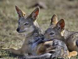 skyfirexace:  Jackals are so cute :D