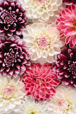 gabytaangeles:  via imgfave for iPhone 