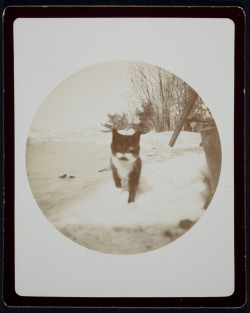 eastmanhouse: Unidentified Photographer (Active ca. 1895) Cat