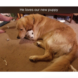 babyanimalgifs:  More dog snaps