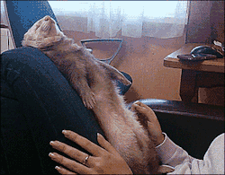 tastefullyoffensive:  Video: Ferret Dramatically Falls Asleep