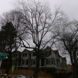 srihanuman:  Three versions of an ash tree, looking west toward