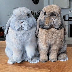 teachingrules: vicloud:  Bunny lover  Good grief!! Could they