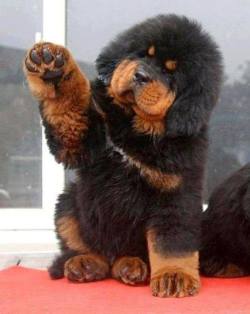 setbabiesonfire:  Tibetan Mastiff puppy makin’ my heart break.