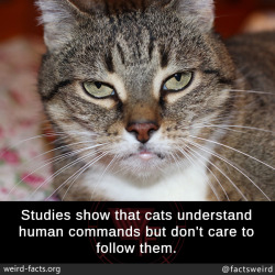 mindblowingfactz:  Studies show that cats understand human commands