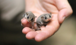 awwww-cute:  Two tiny newborn feathertail gliders (Source: http://ift.tt/1RlU4Nm)